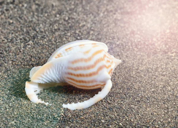 Пляжна Черепашка Ефектом Сонячного Світла — стокове фото