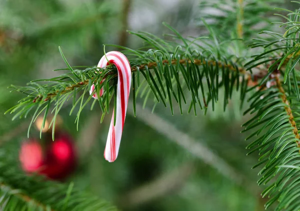 キャンデー杖をぶら下げで本物のクリスマス ツリー — ストック写真