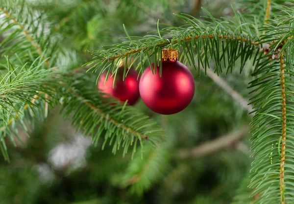 Arbre Noël Réel Avec Ornement Suspendu Rouge — Photo