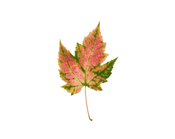 白色背景下的粉红色和绿色秋叶分离 — 图库照片