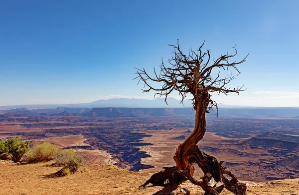 Grand Canyon Com Cortes Profundos Árvore Morta Vanguarda — Fotografia de Stock