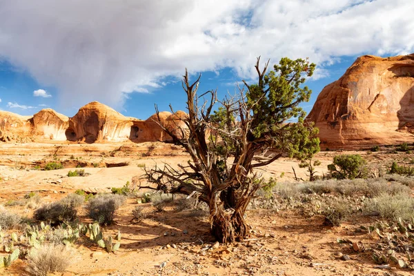 Deserto Arizona Com Árvores Texturizadas Cactos Rochas — Fotografia de Stock