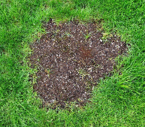 Repair patch on natural grass lawn — Stock Photo, Image