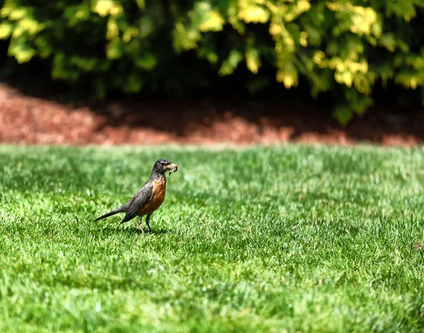 Parent robin bird gathering worms for feeding her offspring