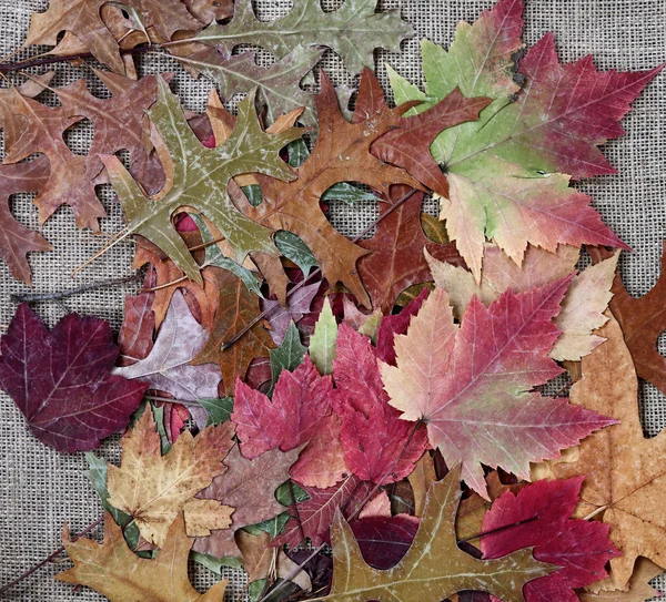 Pile de feuilles d'automne pour la saison — Photo