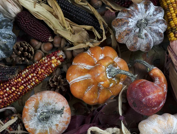 由南瓜 葫芦和玉米组成的季节性秋季装饰品 作为感恩节或万圣节假期的概念 — 图库照片