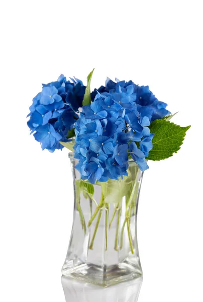 Beautiful Blue Lilac Flowers Clear Vase Isolated White Reflection — Stock Photo, Image