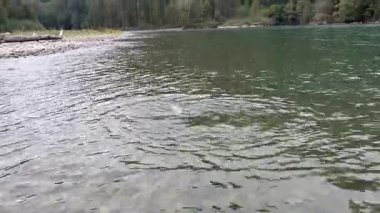  Yaz sonunda Skagit nehrinde sinekle balık tutarak pembe somon balığı avlamak.  