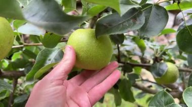 Taze olgun Asya armut meyvelerinin hepsini sonbahar mevsimi için erkek eliyle hasat ediyoruz.  