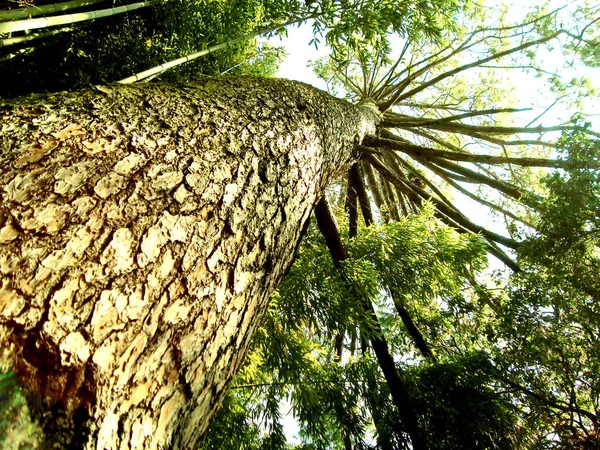 Árbol Tronco Corriendo Hacia Arriba — Foto de Stock