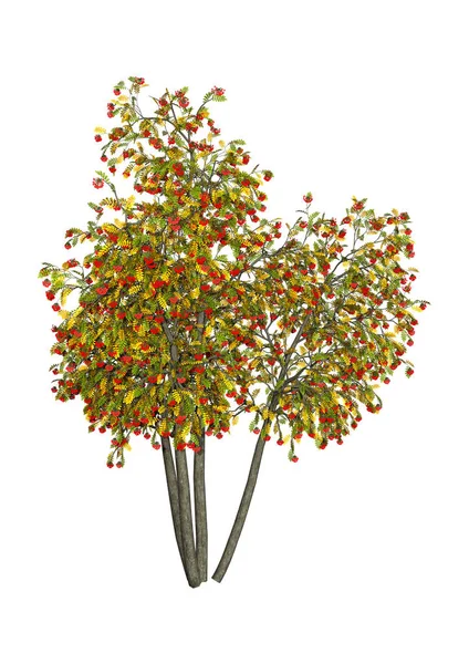 Darstellung Von Herbstlichen Ebereschen Mit Roten Beeren Auf Weißem Hintergrund — Stockfoto