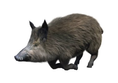 Beyaz arka plan üzerinde izole bir yaban domuzu 3D render