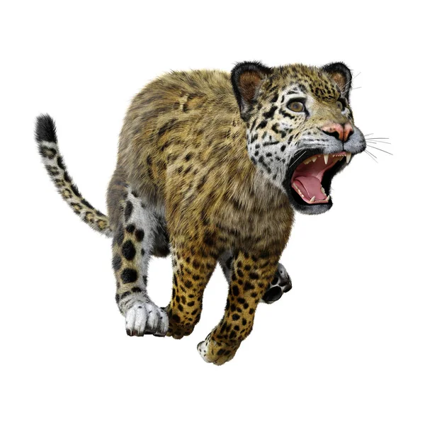 Darstellung Eines Raubkatzen Jaguars Isoliert Auf Weißem Hintergrund — Stockfoto