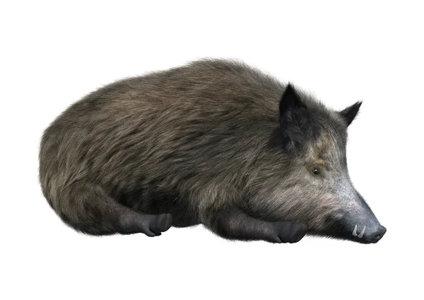 Rendering Wild Boar Isolated White Background — Stock Photo, Image