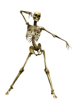 Beyaz arkaplanda izole edilmiş bir insan iskeletinin 3 boyutlu görüntülenmesi