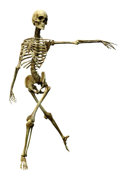 Darstellung Eines Menschlichen Skeletts Isoliert Auf Weißem Hintergrund — Stockfoto