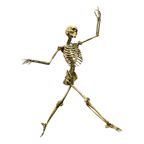 3D рендеринг человеческого скелета на белом фоне