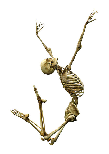 3D rendering of a human skeleton isolated on white background