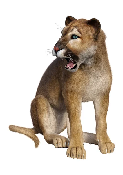 Rendering Big Cat Puma Isolated White Background — Stock Photo, Image