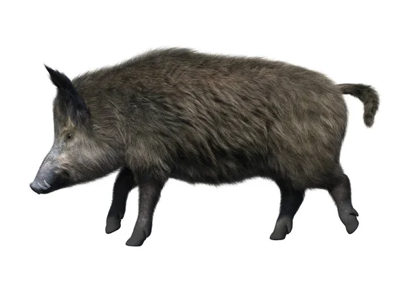 白色背景下的野猪3D — 图库照片