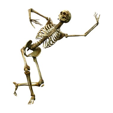 Beyaz arkaplanda izole edilmiş bir insan iskeletinin 3 boyutlu görüntülenmesi