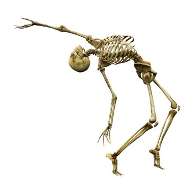 Beyaz arkaplanda izole edilmiş bir insan iskeletinin 3 boyutlu görüntülenmesi