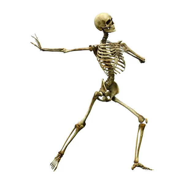 Darstellung Eines Menschlichen Skeletts Isoliert Auf Weißem Hintergrund — Stockfoto