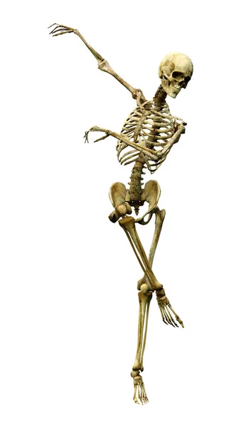 Darstellung Eines Menschlichen Skeletts Isoliert Auf Weißem Hintergrund — Stockfoto