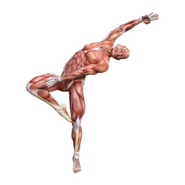 kaslı bir erkek anatomisi şekil 3D render harita izole üzerinde beyaz arka plan
