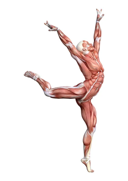 Representación Una Figura Anatomía Masculina Con Mapa Muscular Aislado Sobre — Foto de Stock