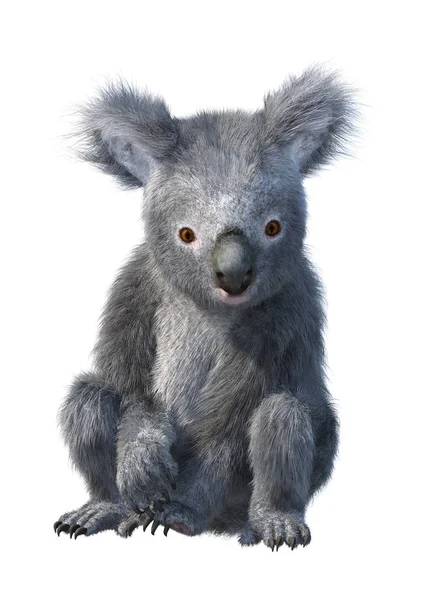 Vykreslování Roztomilá Koala Bear Izolovaných Bílém Pozadí — Stock fotografie