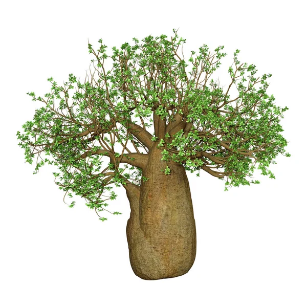 Rendering Albero Baobab Isolato Sfondo Bianco — Foto Stock