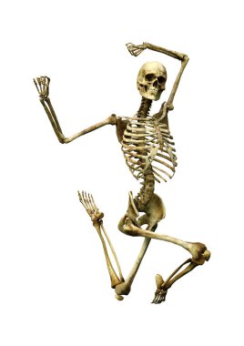 Beyaz arkaplanda izole edilmiş bir insan iskeletinin 3 boyutlu görüntülenmesi