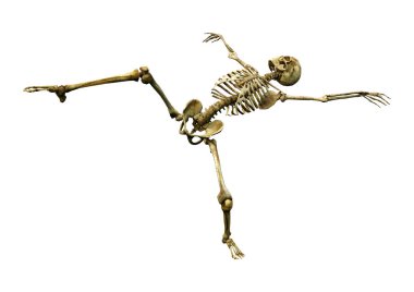 Beyaz arkaplanda izole edilmiş bir insan iskeletinin 3 boyutlu görüntülenmesi