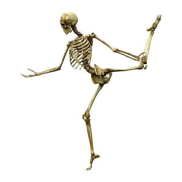 Representación Esqueleto Humano Aislado Sobre Fondo Blanco — Foto de Stock