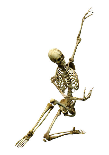 3D rendering of a human skeleton isolated on white background