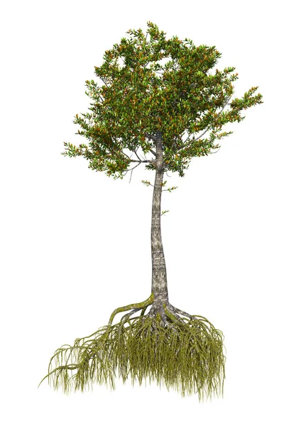 Darstellung Eines Mangrovenbaums Isoliert Auf Weißem Hintergrund — Stockfoto
