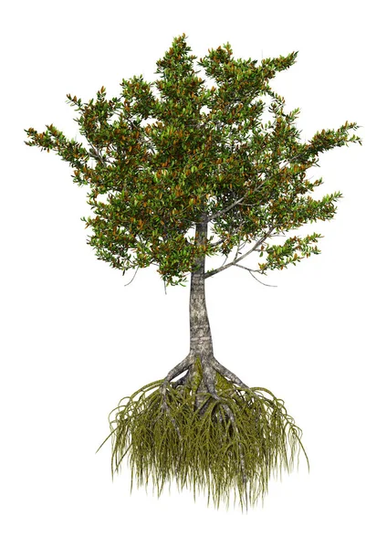 Rendering Mangrove Tree Isolerad Vit Bakgrund — Stockfoto