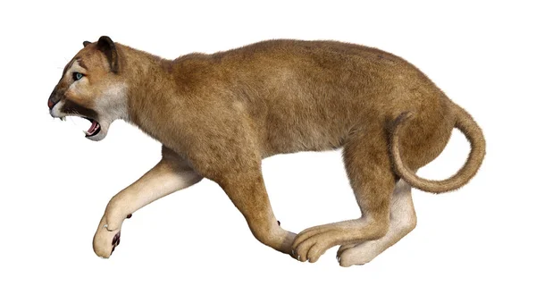 Vykreslování Puma Big Cat Izolovaných Bílém Pozadí — Stock fotografie