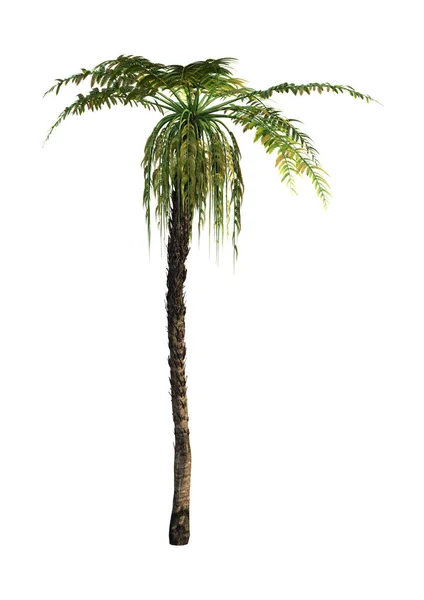 Darstellung Einer Dicksonia Einer Auf Weißem Hintergrund Isolierten Baumfarngattung — Stockfoto