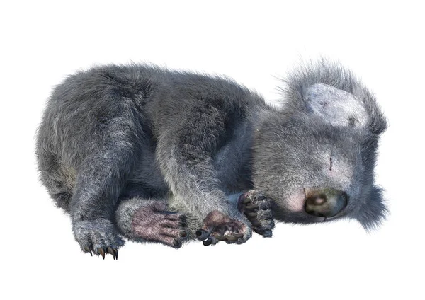 Rendering Söt Koala Björn Isolerad Vit Bakgrund — Stockfoto