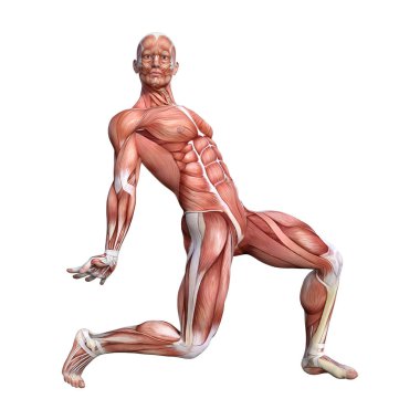 kaslı bir erkek anatomisi şekil 3D render harita izole üzerinde beyaz arka plan
