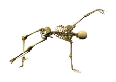 Beyaz arkaplanda izole edilmiş bir insan iskeletinin 3 boyutlu görüntülenmesi