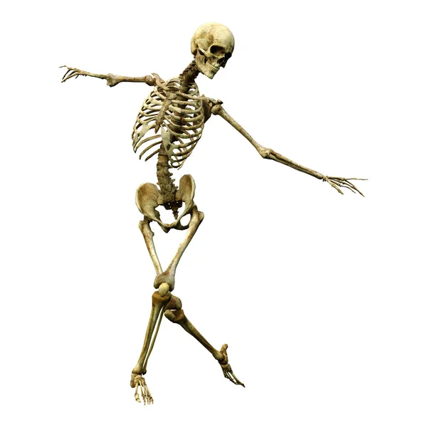 Darstellung Eines Menschlichen Skeletts Isoliert Auf Weißem Hintergrund — Stockfoto