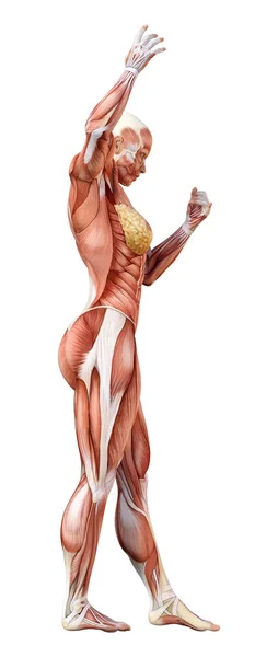 用白色背景隔离肌肉图的女性形象的三维绘制 — 图库照片