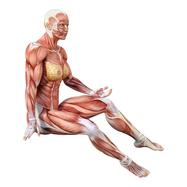 Representación Una Figura Femenina Con Mapas Musculares Aislados Sobre Fondo — Foto de Stock