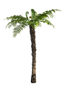 bir dicksonia, ağaç ferns beyaz arka plan üzerinde izole cinsi bir 3D render