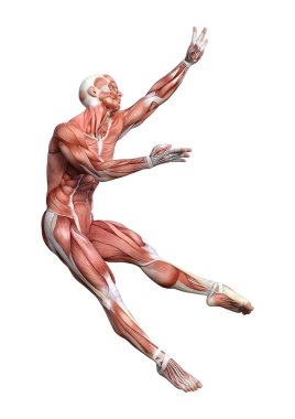 kaslı bir erkek anatomisi şekil 3D render harita izole üzerinde beyaz arka plan