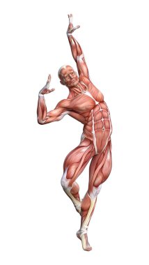 kaslı bir erkek anatomisi şekil 3D render harita izole üzerinde beyaz arka plan