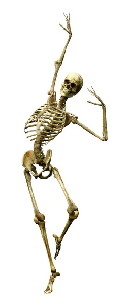 Darstellung Eines Menschlichen Skeletts Isoliert Auf Weißem Hintergrund — Stockfoto